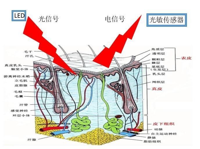 杏彩体育，可穿戴健身追踪设备的光学心率传感器简析